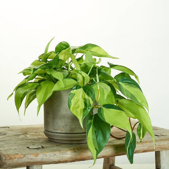 Philodendron Brazil in Modern Clay Planter