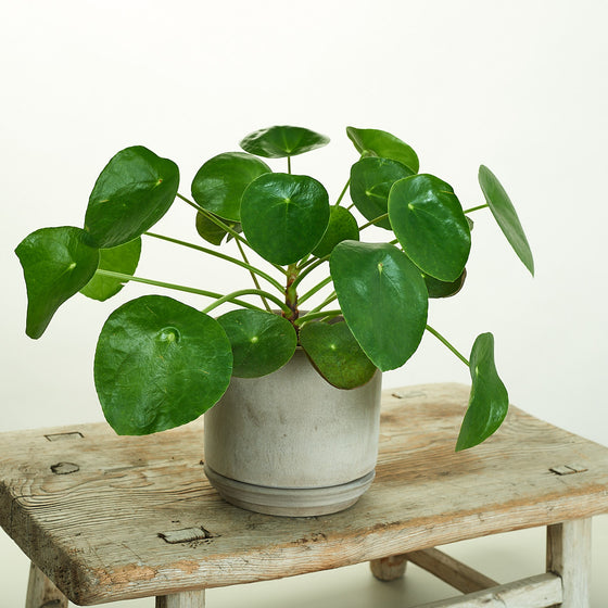 Pilea Peperomiodes in Modern Clay Planter
