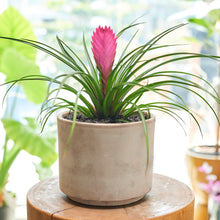  Pink Quill Bromeliad in Modern Clay Planter
