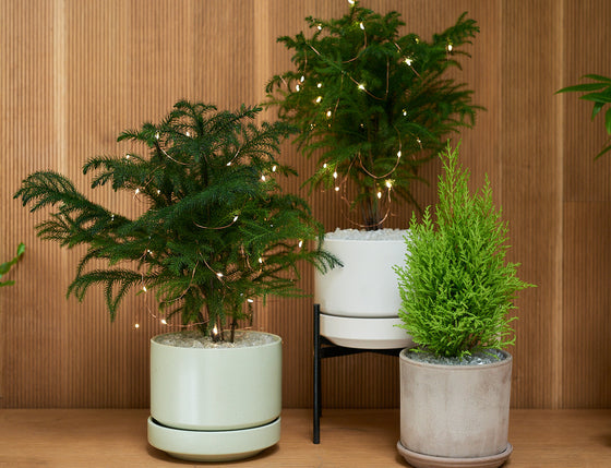 Norfolk Pine in Modern Ceramic Planter