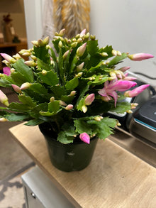  Christmas Cactus in Modern Clay Pot