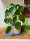Pilea Peperomiodes in Modern Clay Planter
