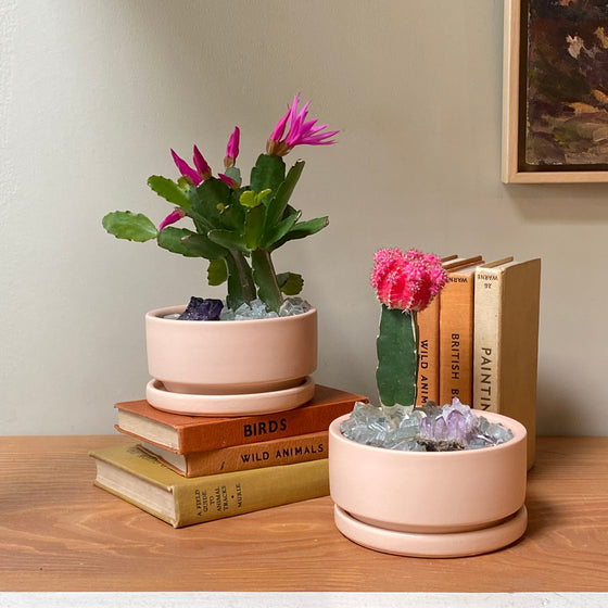 Gemstone Cactus Collection in Blush Planter